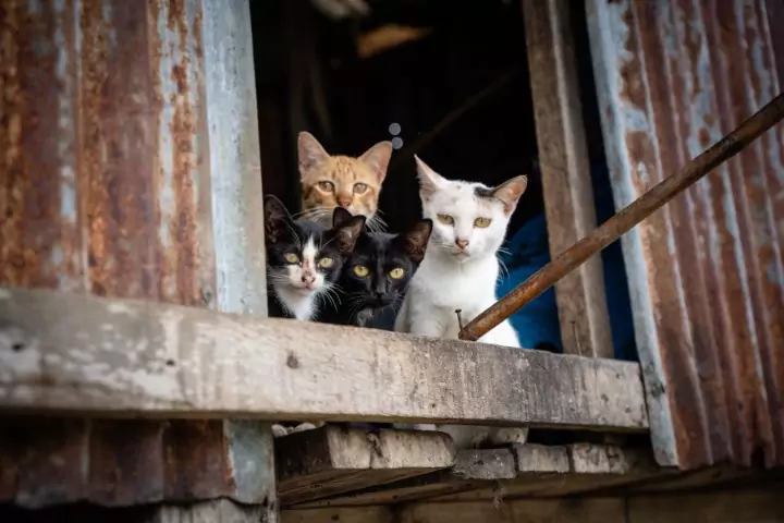 Cats and flood