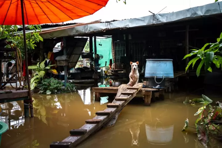 Dogs and flood