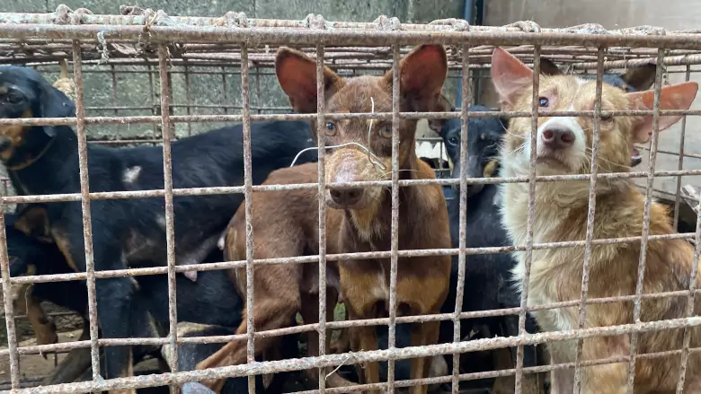 Dogs in a cage