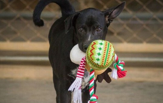 Dog_with_toy