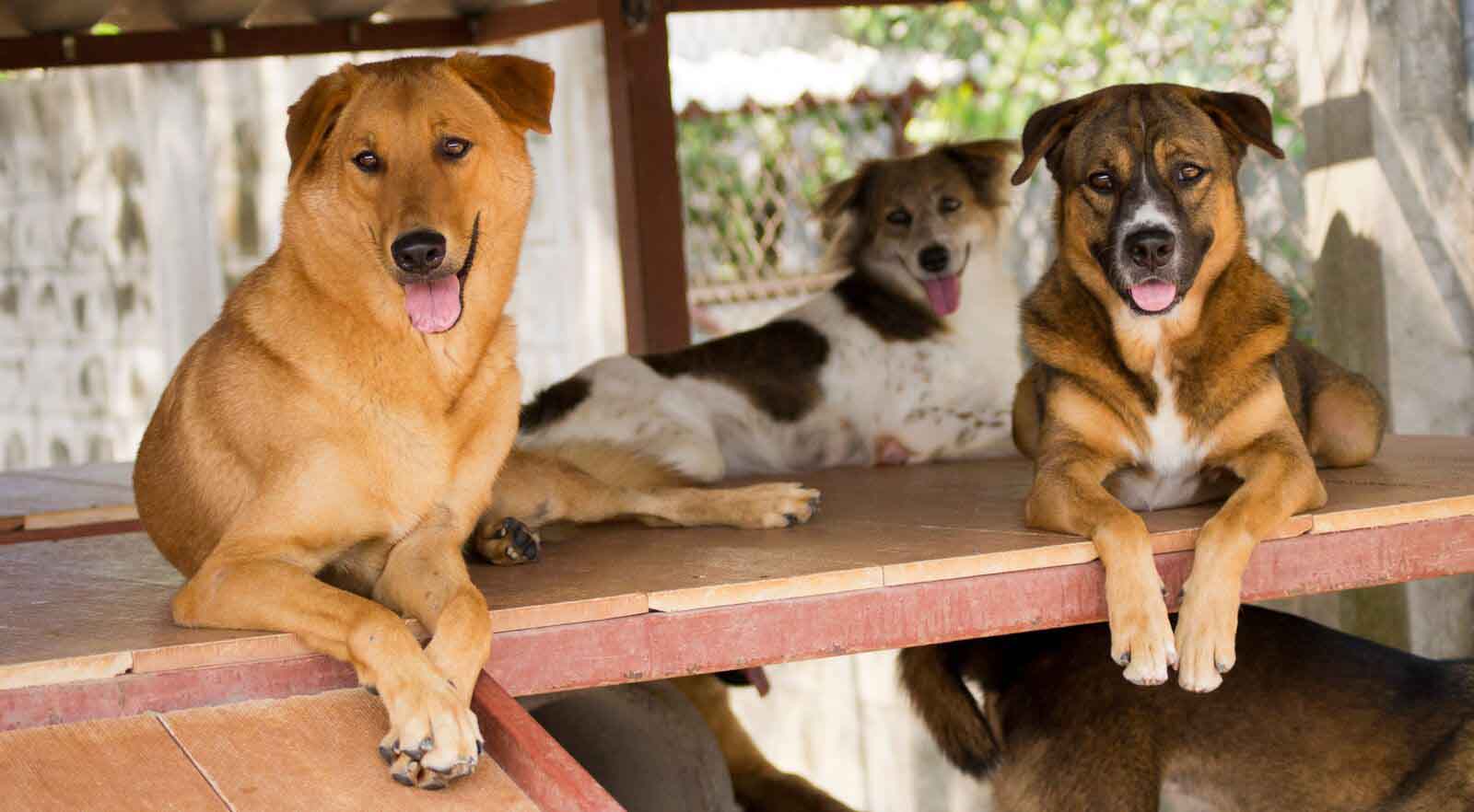 Dogs in their enclosure at the Soi Dog Foundation