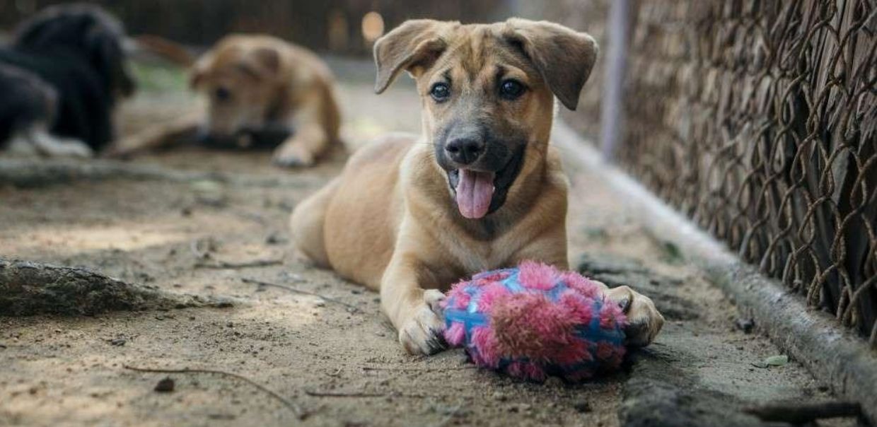 Puppy with toy