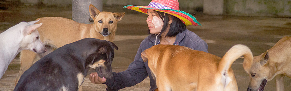 Caretaker Mimi socialising with her dogs