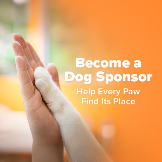 Become a Cat Sponsor