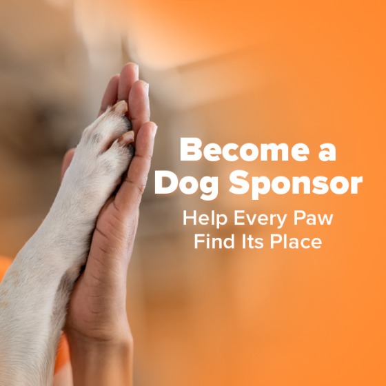 Become a Dog Sponsor