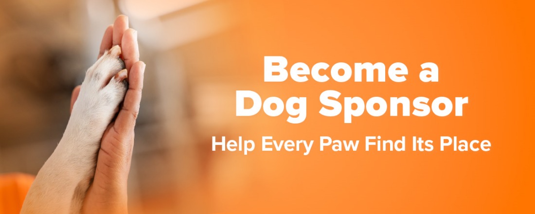 Become a Dog Sponsor