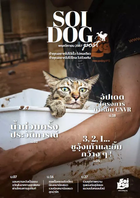 Soi Dog Post Thai 2024-11