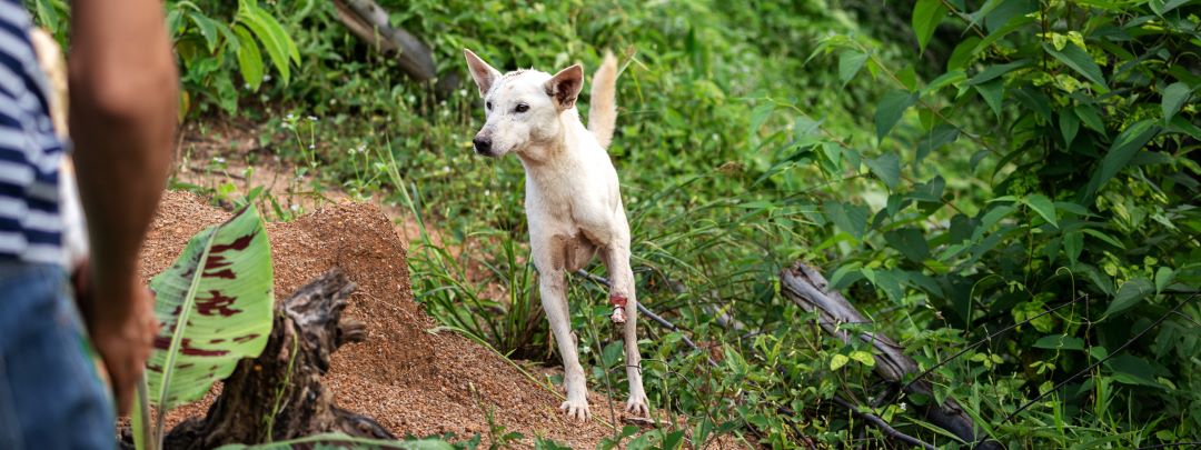 ridcha in jungle