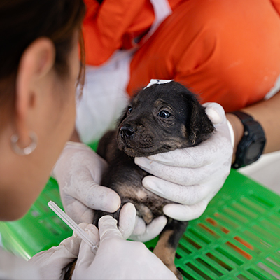 Life saving vaccine being given to stray puppy 