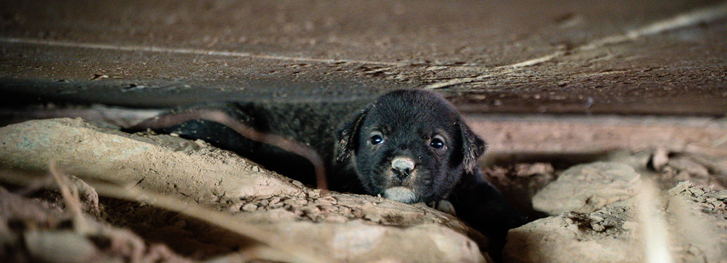 Puppy trapped under building before being rescued by Soi Dog