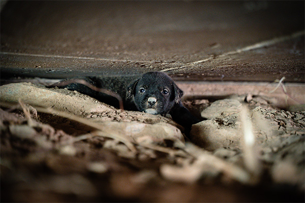 Puppy trapped under building before being rescued by Soi Dog