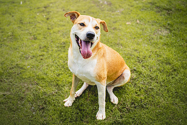 Picture of dog