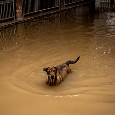 Dog standing in flood water