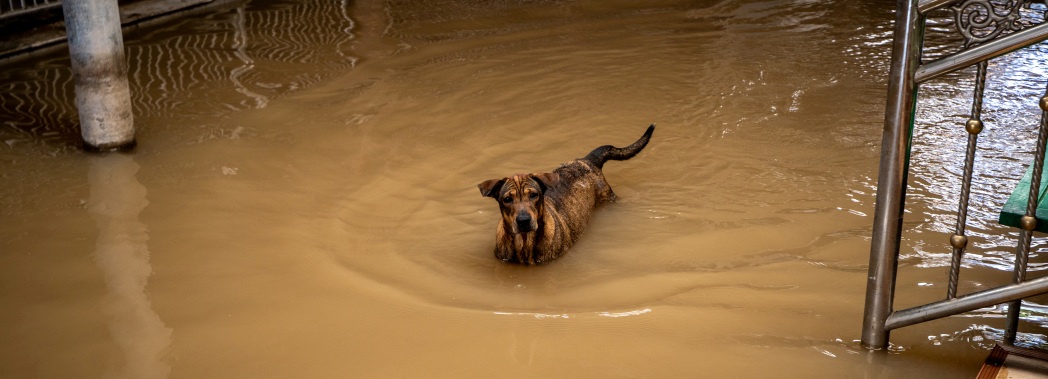 Dog standing in flood water