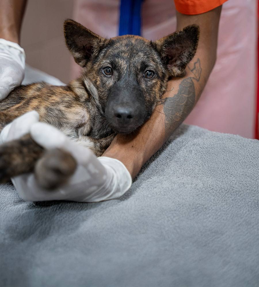 dog receiving treatment