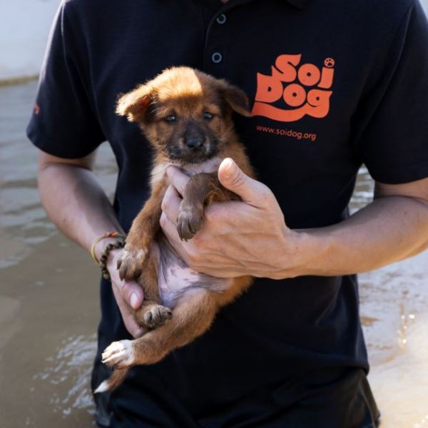 Rescue officer with puppy
