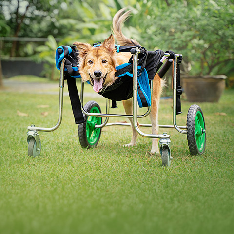 Rydar in his wheelchair