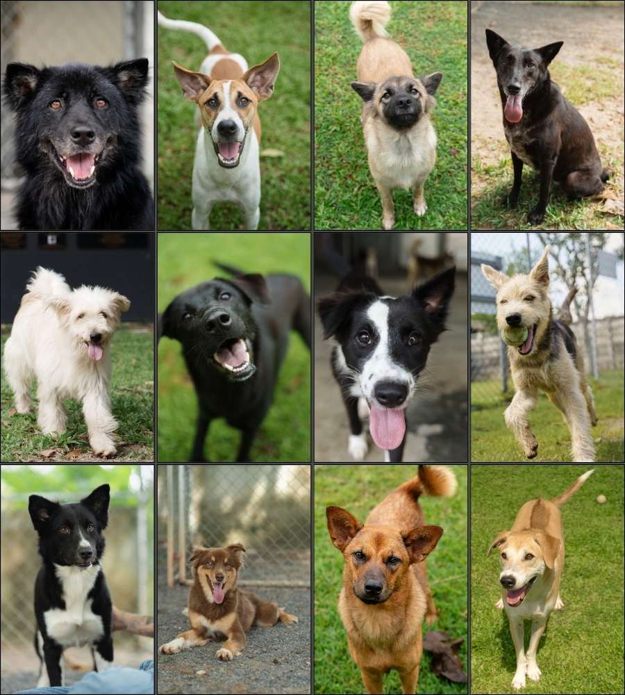 13 dogs