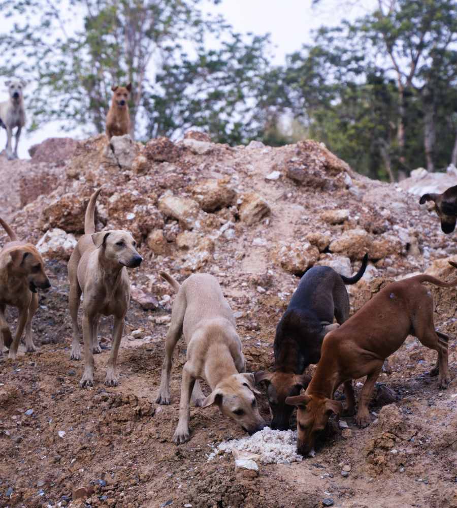 Dogs on landfill