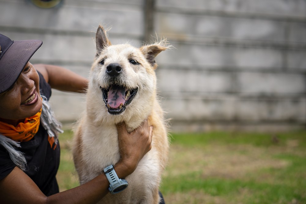 Sponsordog - Daymon | Soi Dog Foundation