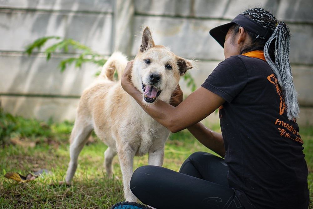 Sponsordog - Daymon | Soi Dog Foundation