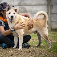 Sponsordog - Daymon | Soi Dog Foundation