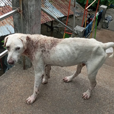 Dogs like Korengo truly need you | Soi Dog Foundation