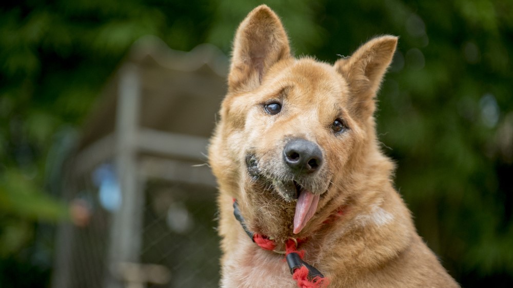 Patenschaft für einen Hund Soi Dog Foundation