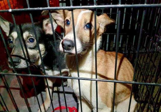 Emergency - donate today to save homeless animals | Soi Dog Foundation