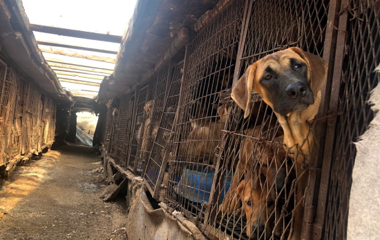 Emergency - donate today to save unloved animals | Soi Dog Foundation