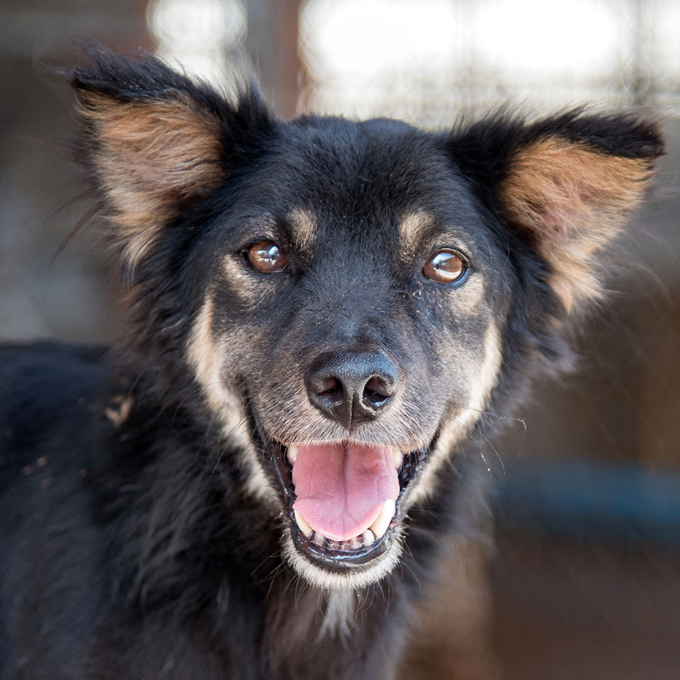 Adopt Coby NP | Soi Dog Foundation