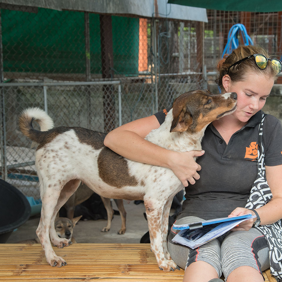 can a whippet live in thailand