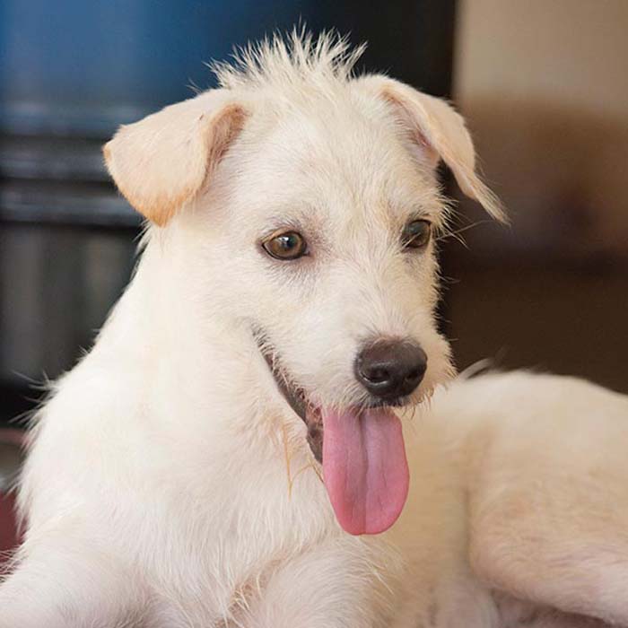 Adopt Mochi PS | Soi Dog Foundation