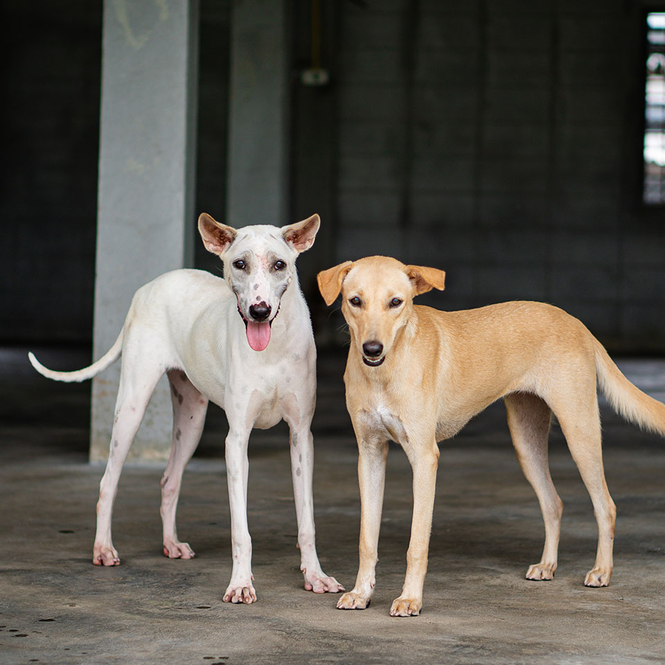 can a whippet live in thailand