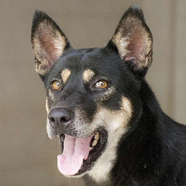 Adopt Seattle | Soi Dog Foundation