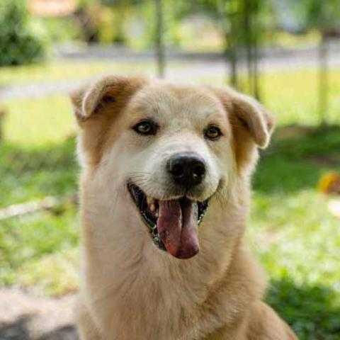 Adopt Jovonna | Soi Dog Foundation