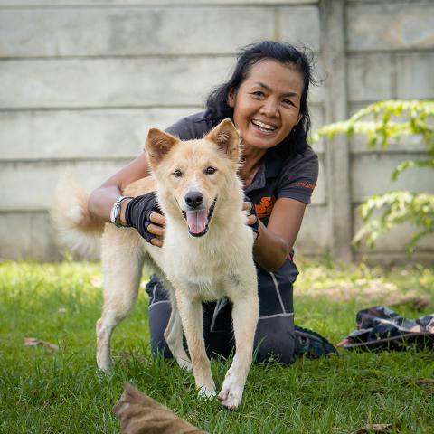 Adopt Taika PS | Soi Dog Foundation