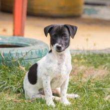 Dogs For Adoption | Soi Dog Foundation