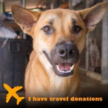 Dogs For Adoption | Soi Dog Foundation