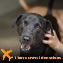 Soi Dog Foundation | Ending The Suffering Of Animals In Asia