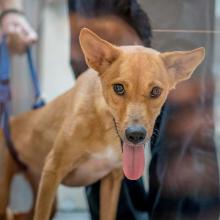 Soi Dog Foundation | Ending The Suffering Of Animals In Asia